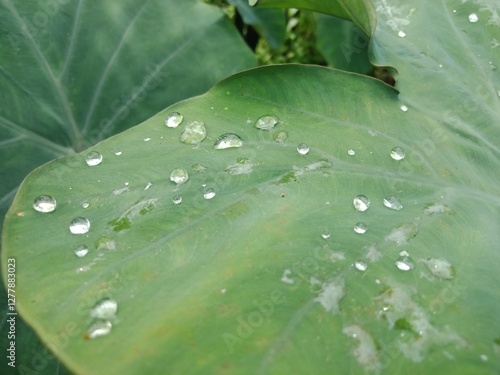 Raindrops on the Colocasia esculanta or taro leaves (keladi hijau) in the field