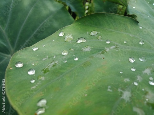 Raindrops on the Colocasia esculanta or taro leaves (keladi hijau) in the field