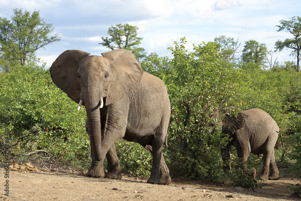 Fototapeta premium Afrikanischer Elefant / African elephant / Loxodonta africana
