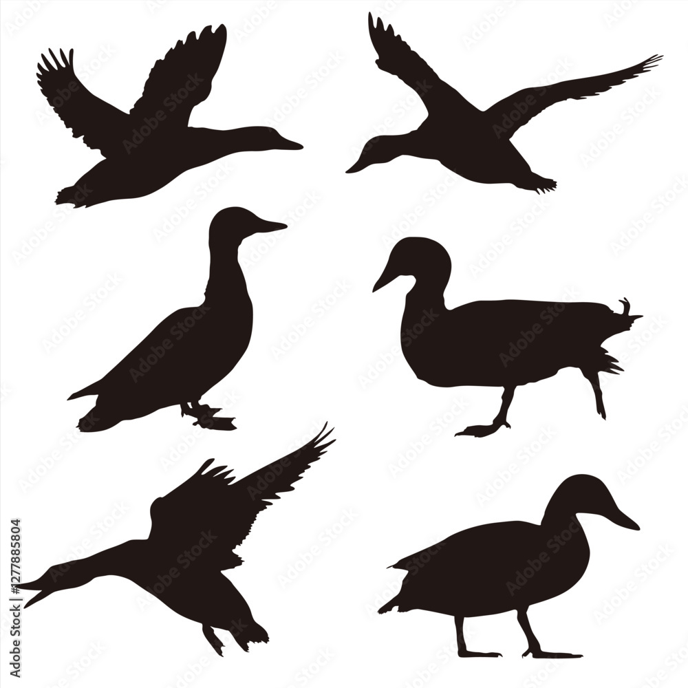 Obraz premium Collection of vector silhouettes of ducks isolated on white background. Collection of Different Duck Poses, Perfect symbol for your web site design, logo, app, UI. Vector illustration, EPS.
