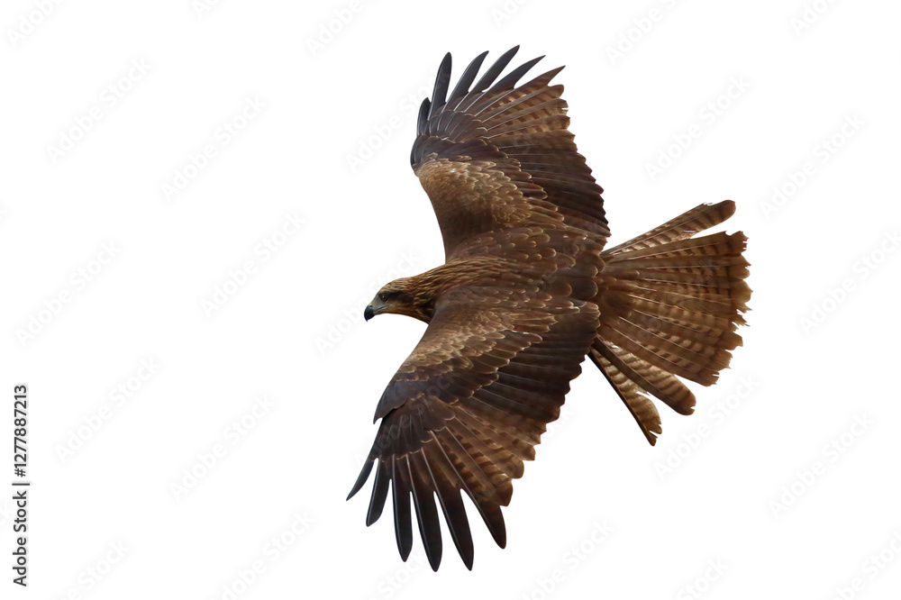 Obraz premium Bird of prey Black kite flying isolated on transparent background png file
