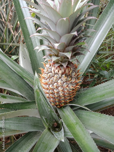 Ananas comosus or  pineapple in the garden. Juicy fruit