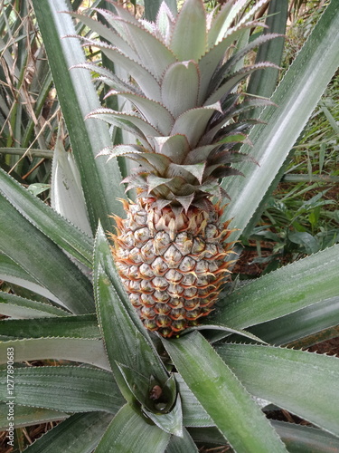 Ananas comosus or  pineapple in the garden. Juicy fruit