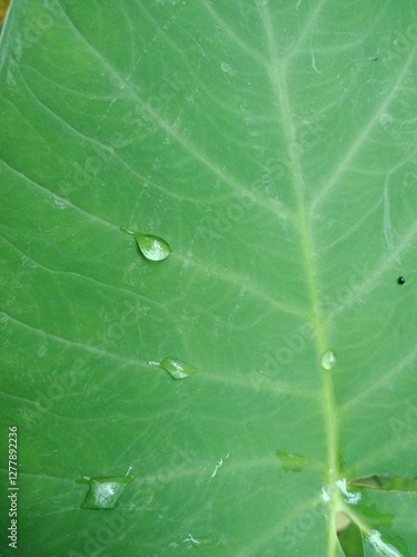 Raindrops on the Colocasia esculanta or taro leaves (keladi hijau) in the field