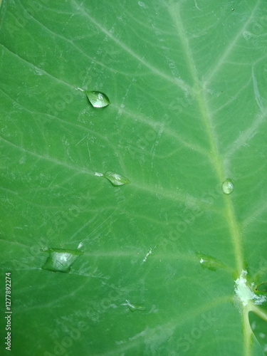 Raindrops on the Colocasia esculanta or taro leaves (keladi hijau) in the field