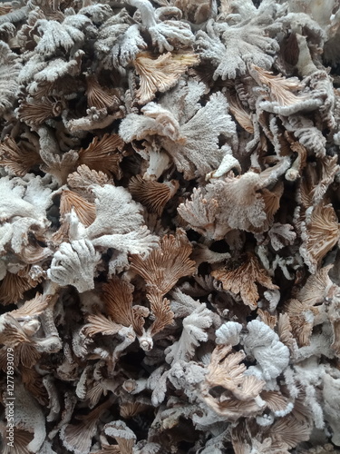 closep up of mushroom on rubber tree. mushroom harvest