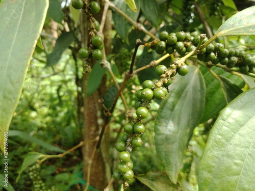 pepper (pepper ningrum) plants in the garden. Pepper is a spice that is rich in nutrients, anti-oxidants, and anti-inflammatories. Pepper can prevent cancer, lower blood pressure, treat stomach acid.