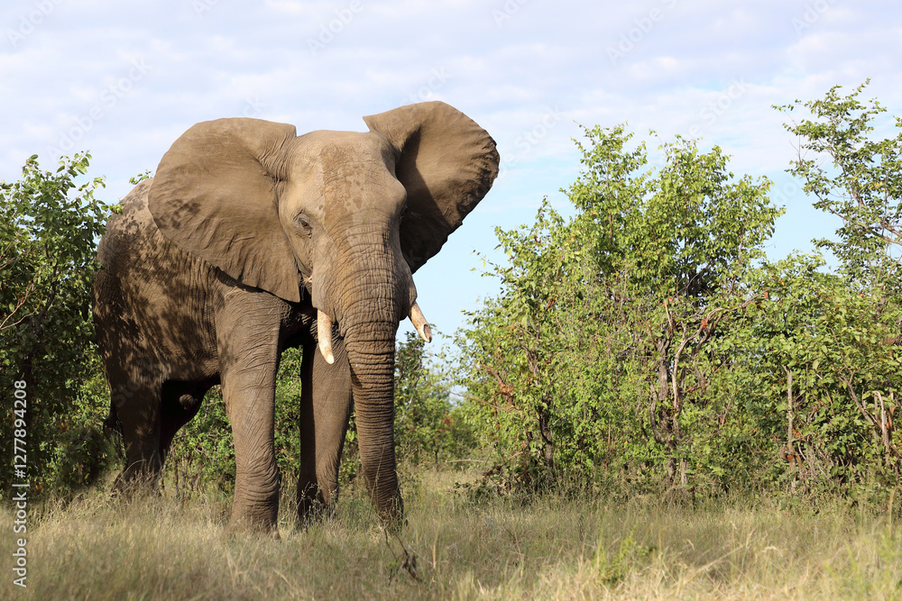 Fototapeta premium Afrikanischer Elefant / African elephant / Loxodonta africana