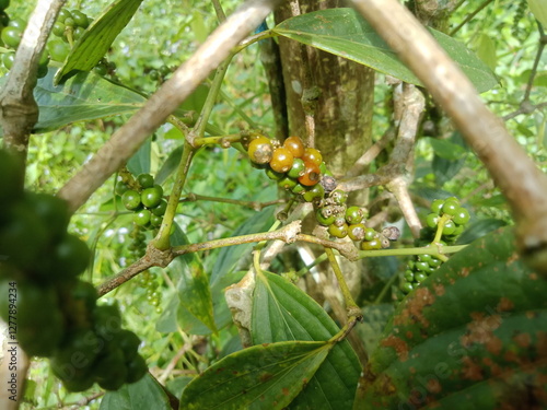 pepper (pepper ningrum) plants in the garden. Pepper is a spice that is rich in nutrients, anti-oxidants, and anti-inflammatories. Pepper can prevent cancer, lower blood pressure, treat stomach acid.
