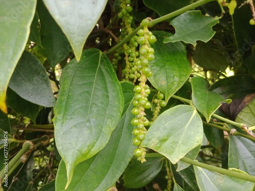 pepper (pepper ningrum) plants in the garden. Pepper is a spice that is rich in nutrients, anti-oxidants, and anti-inflammatories. Pepper can prevent cancer, lower blood pressure, treat stomach acid.