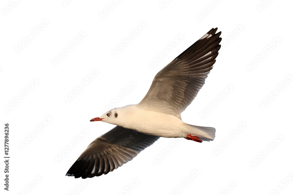 Obraz premium Beautiful seagull flying isolated on transparent background png file