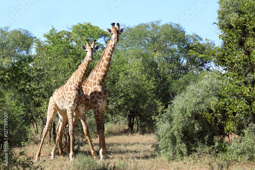Photography Giraffe / Giraffe / Giraffa camelopardalis