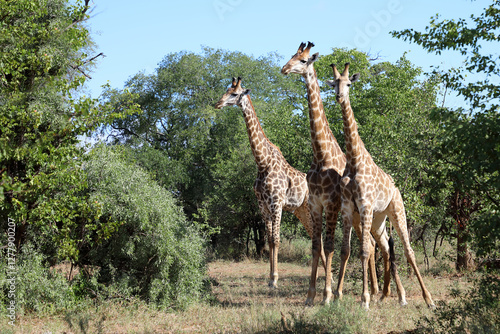 Canvas Print Giraffe / Giraffe / Giraffa camelopardalis