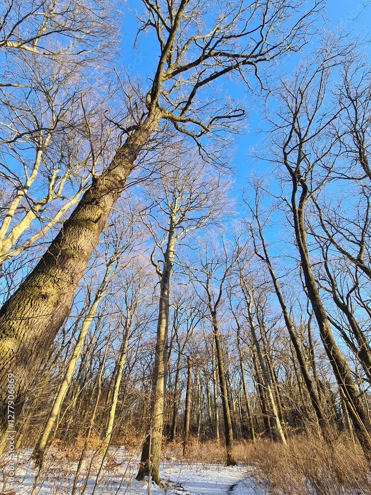 Fototapeta premium path in forest - plänterwald forest in berlin treptow