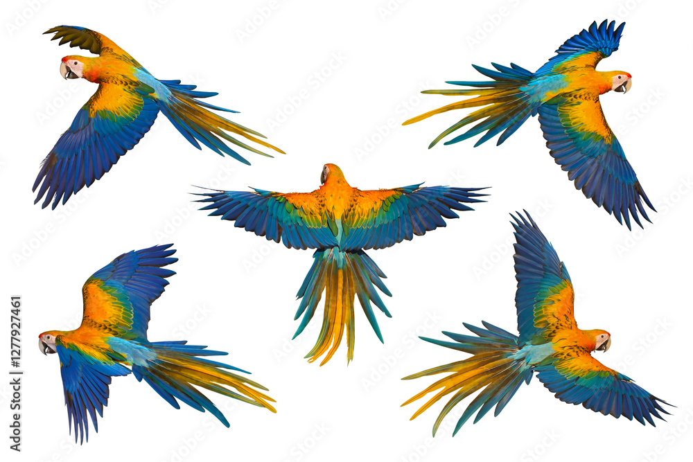 Fototapeta premium Collage of five Camelot Macaw parrots isolated on transparent background png file