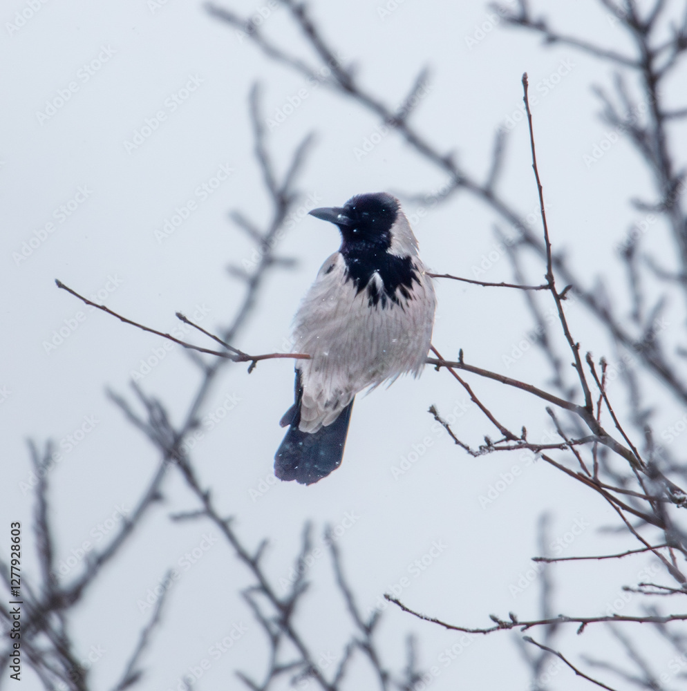 Fototapeta premium A bird is perched on a branch in the snow