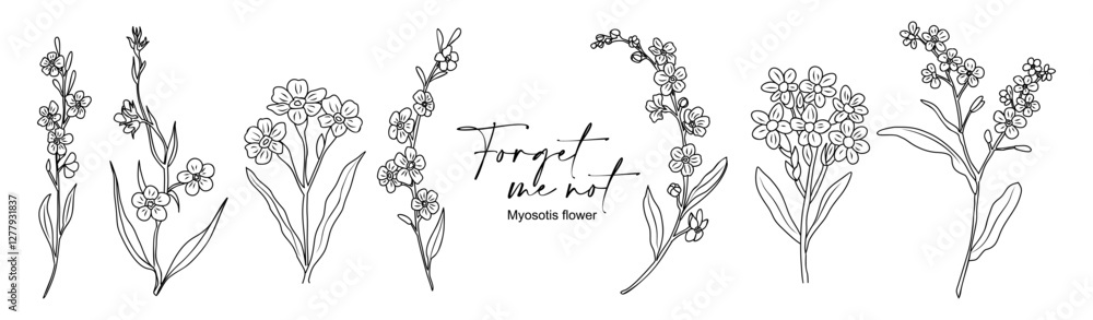 Set of Forget me Not flowers. Myosotis Trendy botanical line art elements for wedding cards, invitations. Hand drawn wild tender flower sketch. Vector outline drawings isolated Set of Forget me Not flowers. Myosotis Trendy botanical line art elements for wedding cards, invitations. Hand drawn wild tender flower sketch. Vector outline drawings isolated