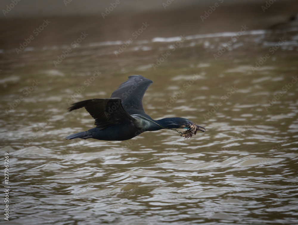 Fototapeta premium A cormorant in flight with seaweed in the mouth