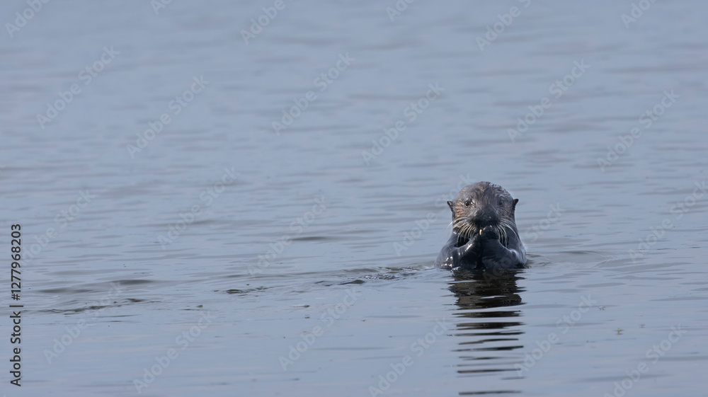 A California Sea Otter in the water in California A California Sea Otter in the water in California