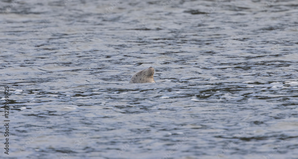 A California Harbor Seal resting in Elkhorn Slough located in Moss Landing CA A California Harbor Seal resting in Elkhorn Slough located in Moss Landing CA