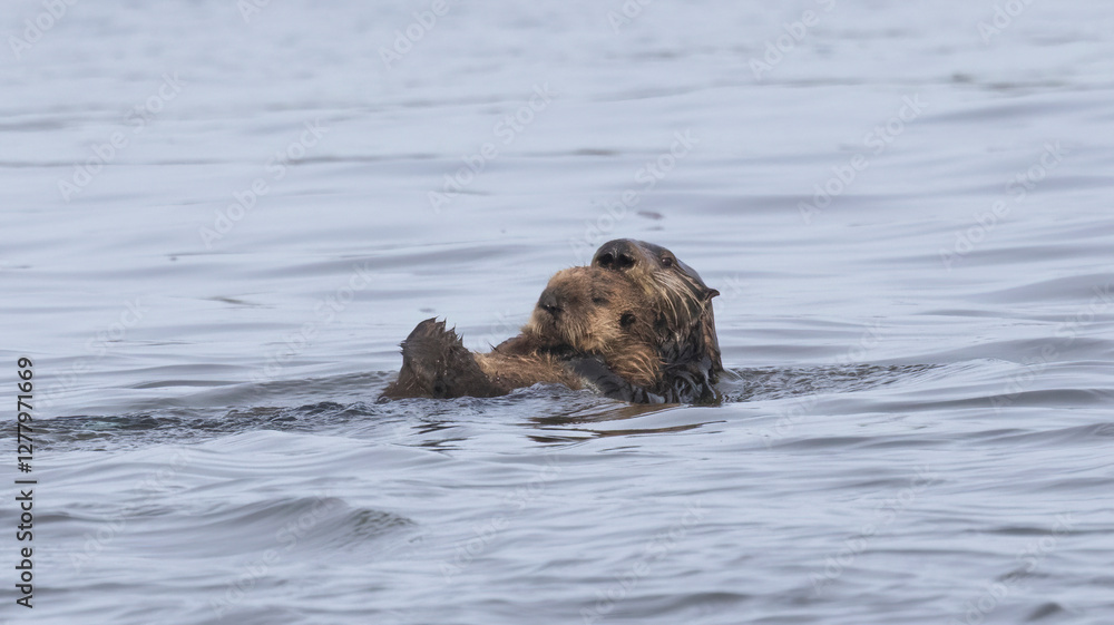 A pair of California Sea Otters swimming in the water A pair of California Sea Otters swimming in the water