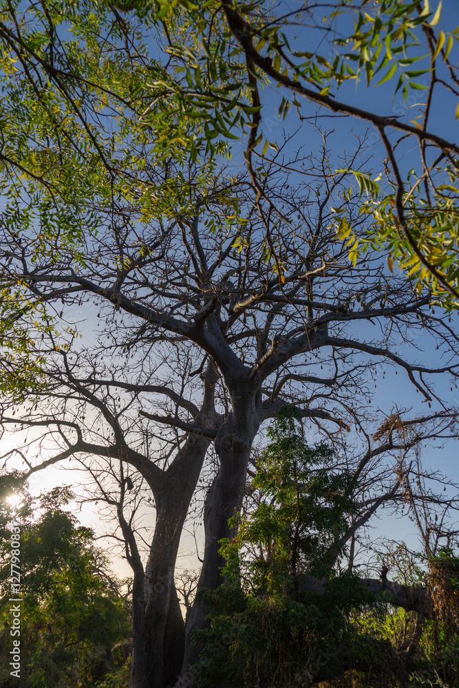 Fototapeta premium Senegal viaggio tra natura e villaggi in Africa