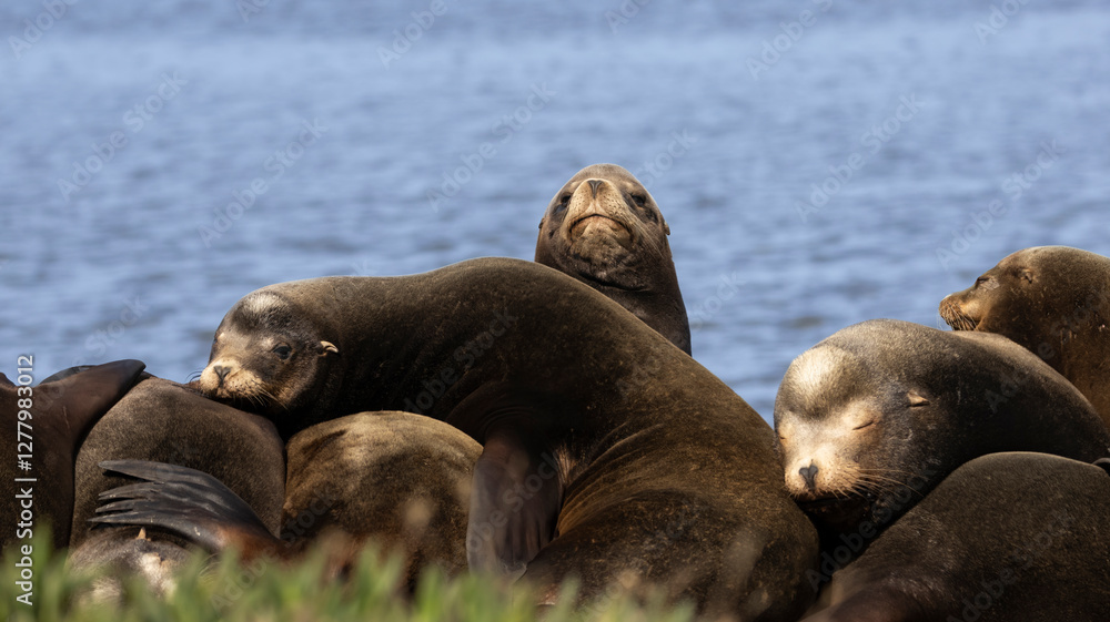 Fototapeta premium A pod of California Sea Lions on a pier structure
