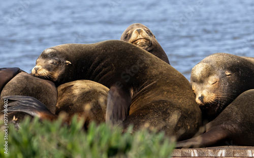 A pod of California Sea Lions on a pier structure