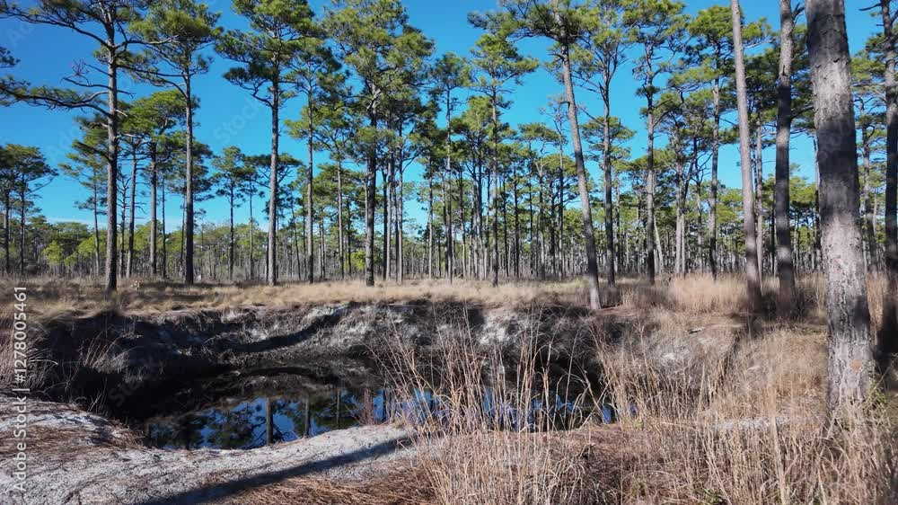 Large sink hole filled with water in a long leaf pine forest. Large sink hole filled with water in a long leaf pine forest.