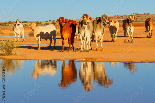 Foto A herd of very skittish Brahman cattle that are wild and free roaming until muster time, stare suspiciously at the camera from across a calm, reflective pond on a cattle station in outback Australia