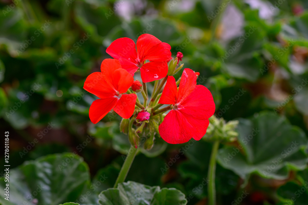 Close-up Red Geranium flowers in the inflorescence on a green background. Close-up Red Geranium flowers in the inflorescence on a green background.