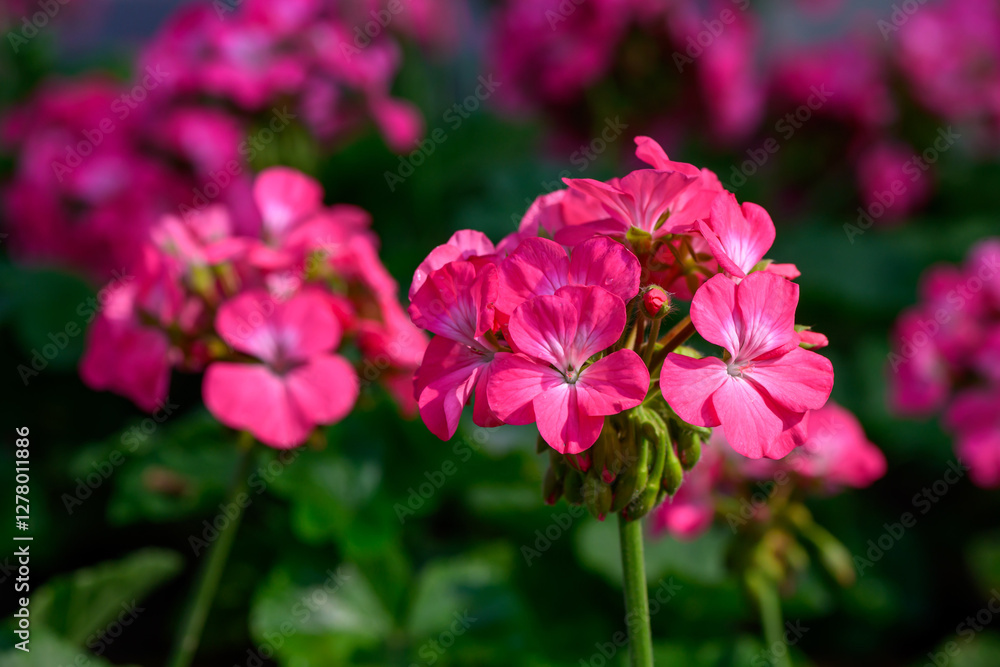 Close-up Pink Geranium flowers in the inflorescence on a green background. Close-up Pink Geranium flowers in the inflorescence on a green background.