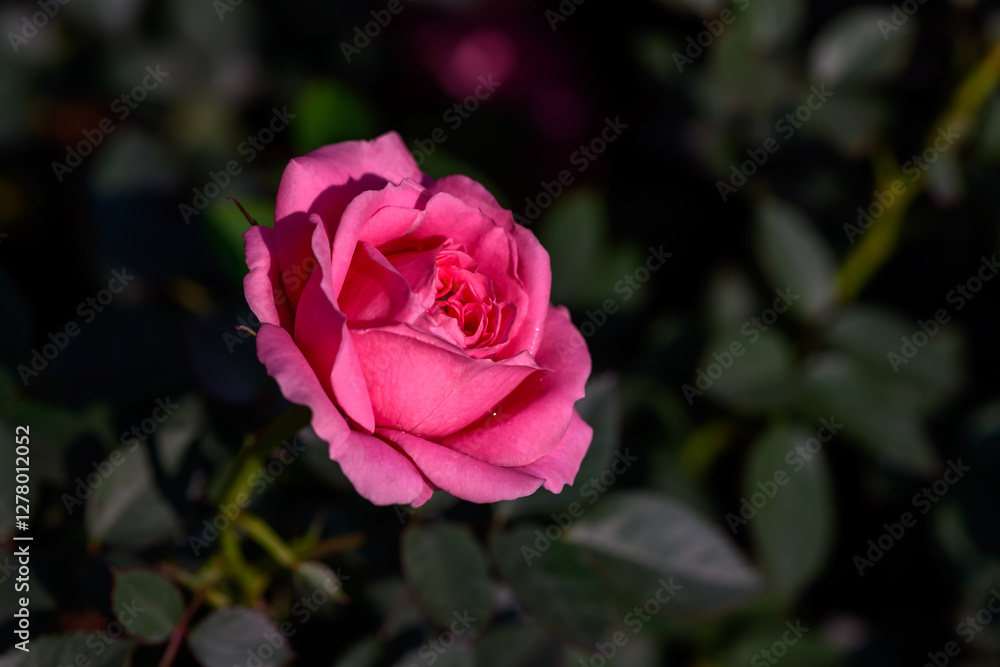 Close-up Pink Spray Rose flower blooming in the garden. Close-up Pink Spray Rose flower blooming in the garden.