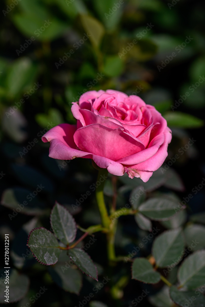 Close-up Pink Spray Rose flower blooming in the garden. Close-up Pink Spray Rose flower blooming in the garden.