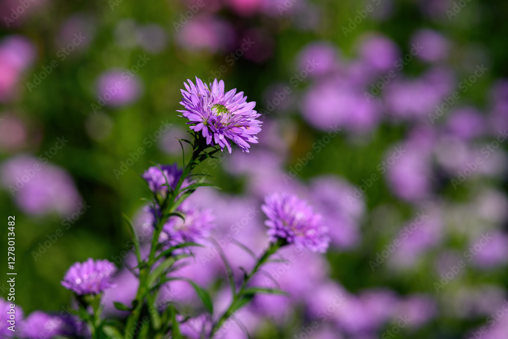 Purple Aster flower that blooms beautifully in a garden. Purple Aster flower that blooms beautifully in a garden.