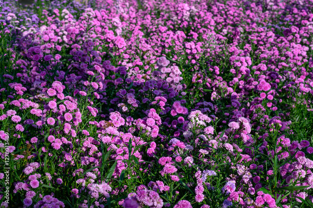 Purple Aster flower that blooms beautifully in a garden. Purple Aster flower that blooms beautifully in a garden.