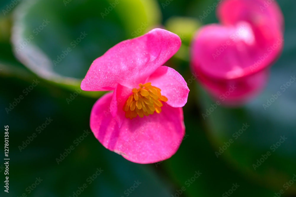 Close-up pink Begonia flower blooming in the garden. Family Begoniaceae. Close-up pink Begonia flower blooming in the garden. Family Begoniaceae.