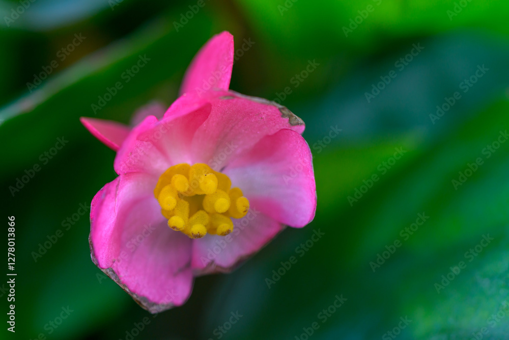 Close-up pink Begonia flower blooming in the garden. Family Begoniaceae. Close-up pink Begonia flower blooming in the garden. Family Begoniaceae.