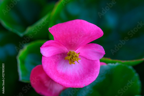 Close-up pink Begonia flower blooming in the garden. Family Begoniaceae. photo