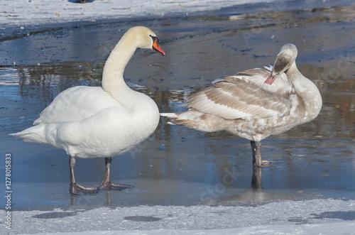 White swans with their chicks on the lake in winter.