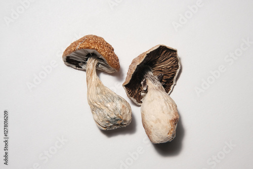 Psilocybin psychedelic magic mushrooms Golden Teacher. Two dried mushrooms lies on white background. Top view, flat lay. Micro-dosing concept, mind-blowing shrooms..