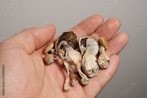 Psilocybin psychedelic mushrooms in man's hand on brown background. Psychotropic magic shrooms Golden Teacher. Medical recreational usage in alternative therapy. Micro-dosing concept
