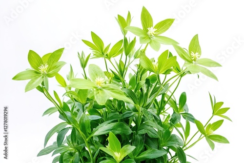 Elegant Sandarac Plant with Delicate White Blossoms Isolated on Pure White Background, Perfect for Botanical Illustrations, Floral Designs, and Nature-Inspired Projects. High-Resolution Image Ideal    photo