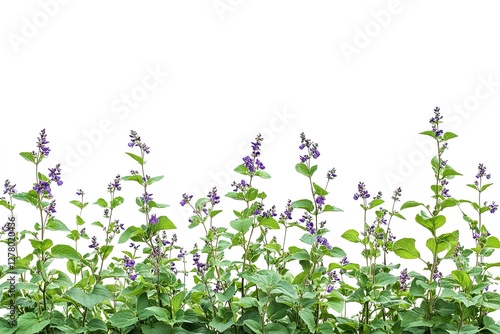 Vibrant Lemon Balm Blossoms: Close-Up Studio Shot of Purple Flowers Against a Crisp White Background, Ideal for Herbal Medicine, Wellness, and Beauty Product Designs. Perfect for blogs, websites,     