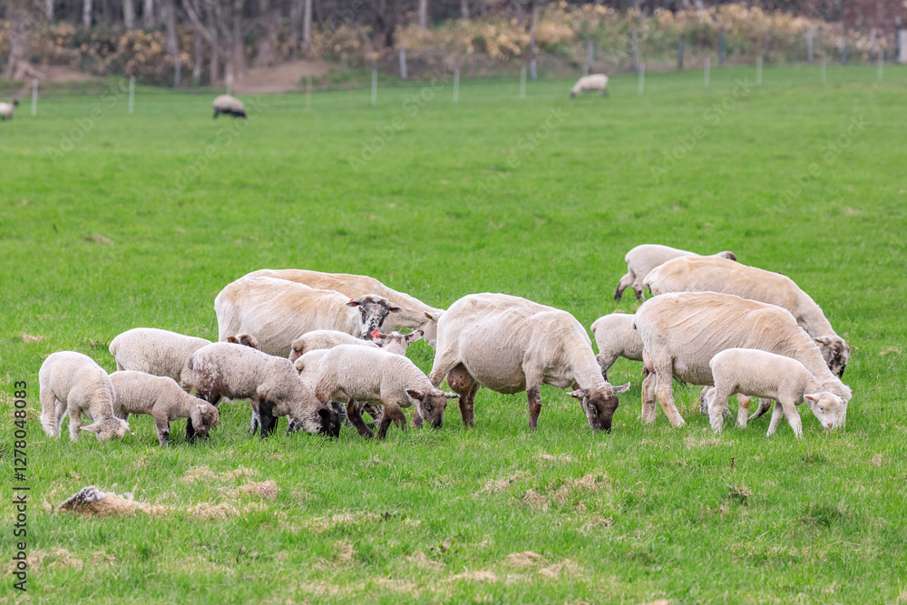 Obraz premium 北海道占冠村、草を食べる羊の親子【5月】