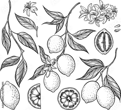 Hand drawn lime and lemon. Vector illstration of summer food.