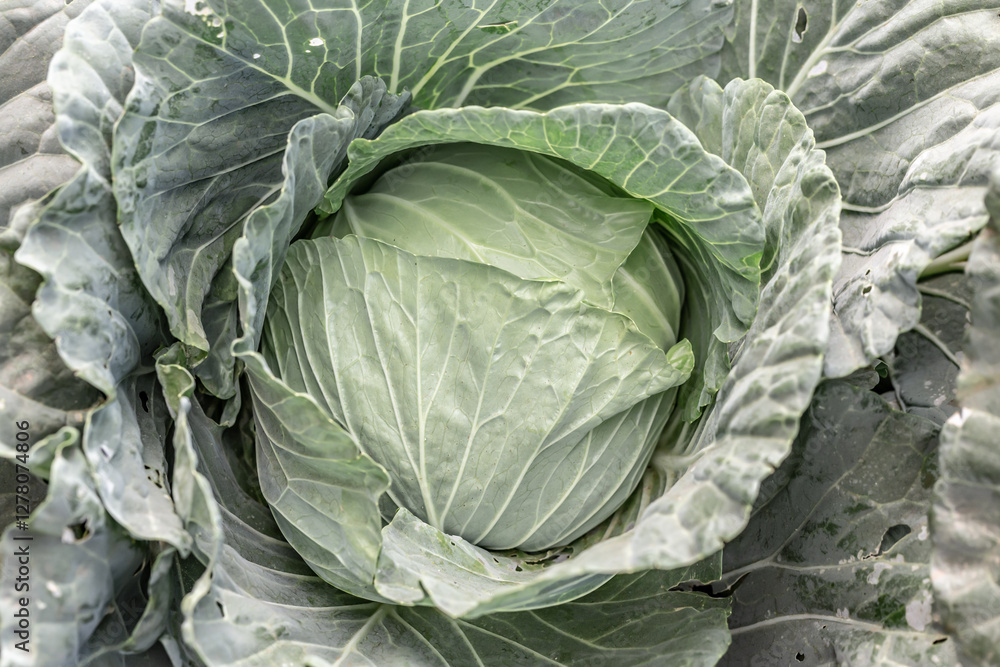 Obraz premium Organic cabbage grown in the field