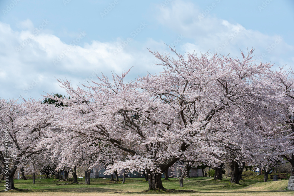 青空に映える満開の桜