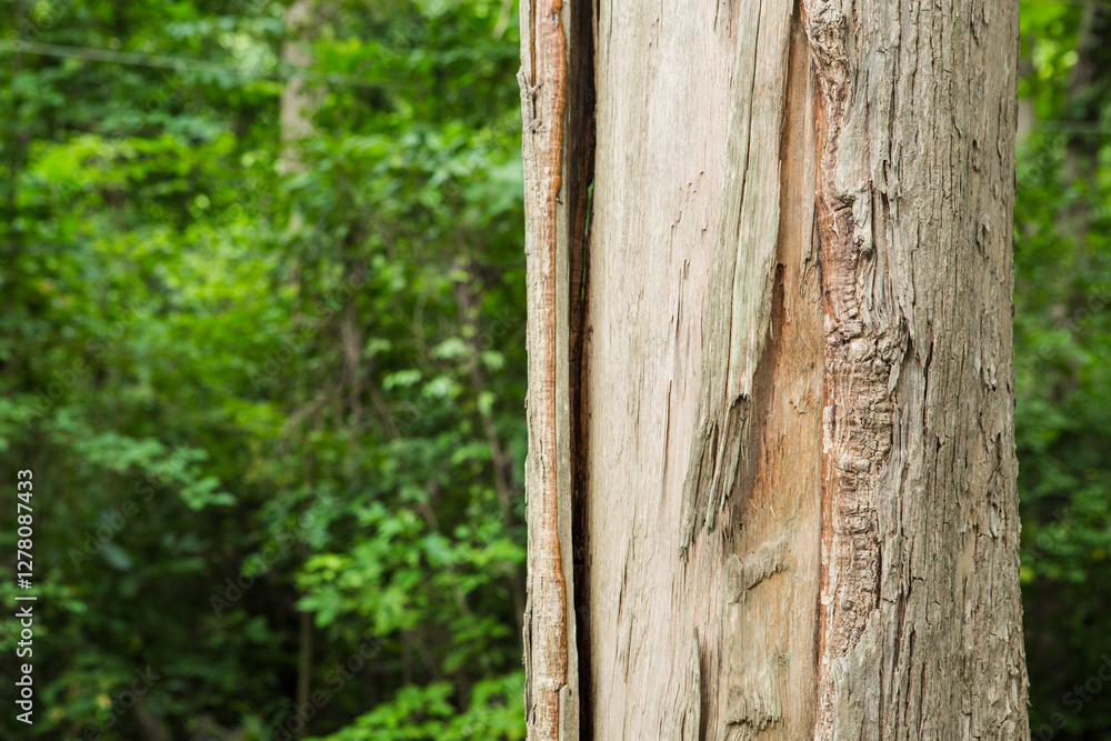 A teak tree in the forest with a blurred background A teak tree in the forest with a blurred background