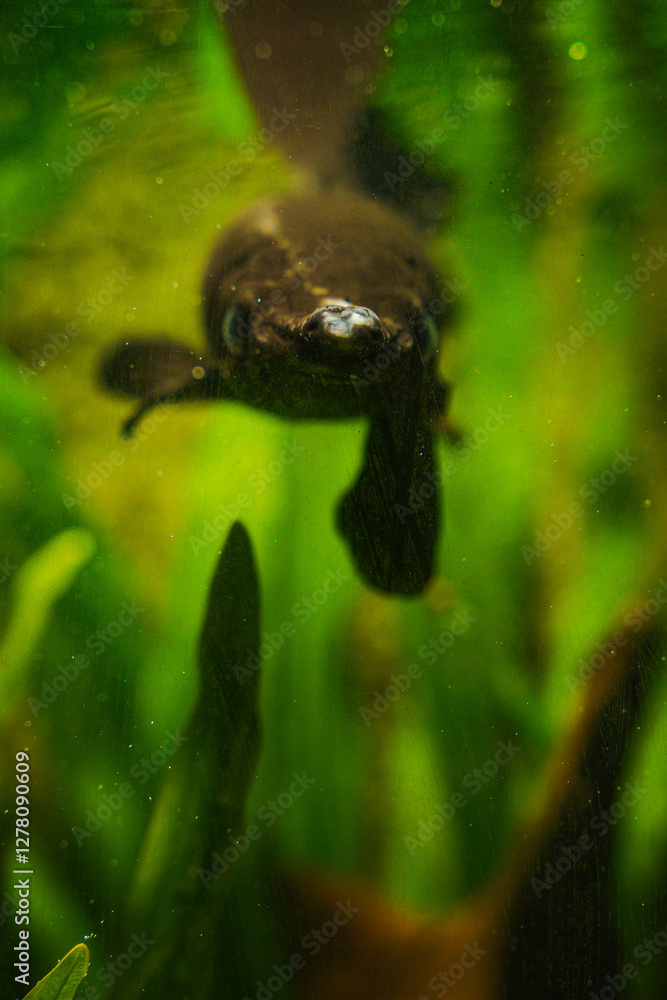 Obraz premium fish 